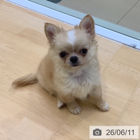 チワワの写真