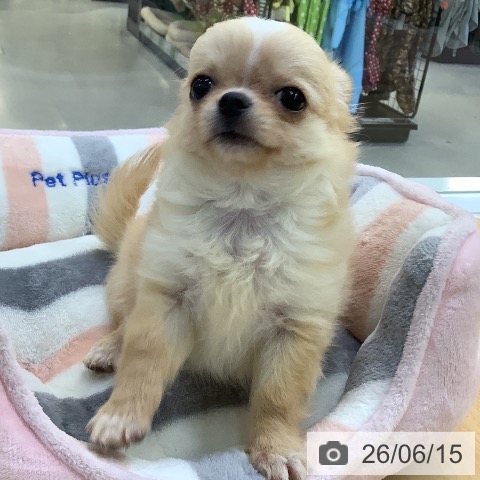 チワワの写真