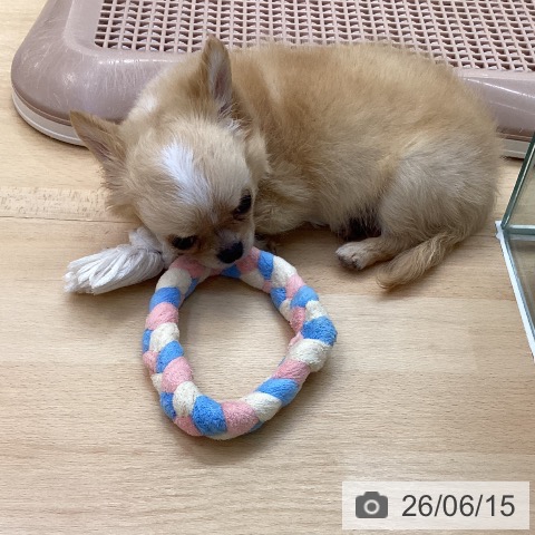 チワワの写真