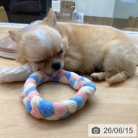 チワワの写真