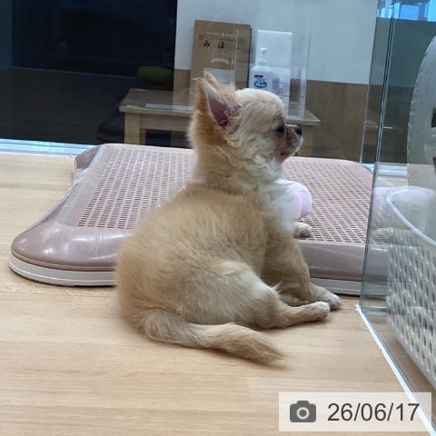 チワワの写真