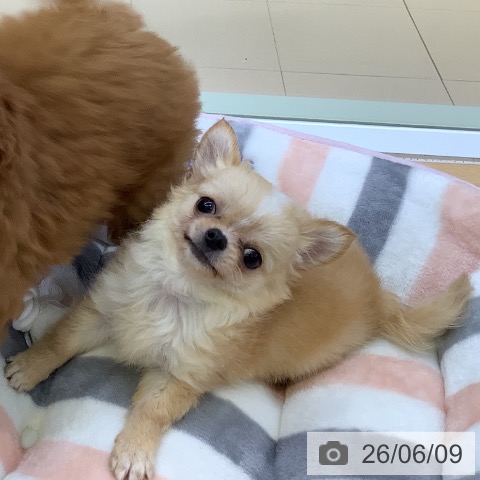 愛知県のチワワ(ロング) (ペットプラス 三好店/2026年3月1日生まれ/女の子/クリームホワイト)の子犬の3枚目の画像