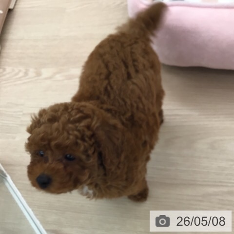 福井県のトイプードル(トイ) (ペットプラス 福井店/2026年3月1日生まれ/男の子/レッド)の子犬の4枚目の画像