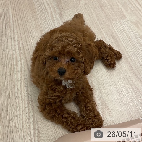 福井県のトイプードル(トイ) (ペットプラス 福井店/2026年3月1日生まれ/男の子/レッド)の子犬の3枚目の画像