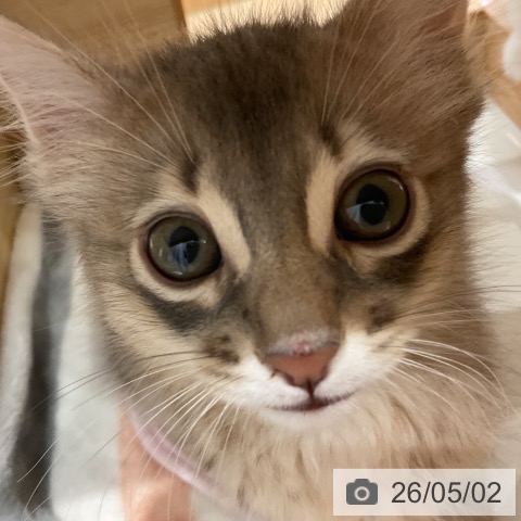 ソマリの写真