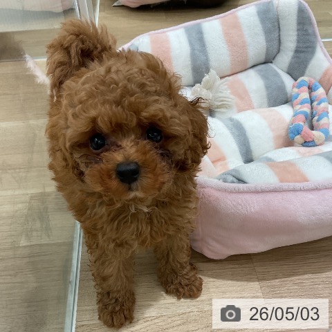 愛知県のトイプードル(トイ) (ペットプラス 熱田店/2026年3月2日生まれ/男の子/レッド)の子犬の3枚目の画像