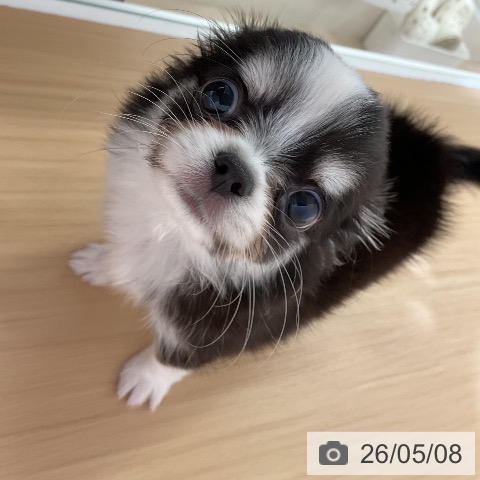 チワワの写真