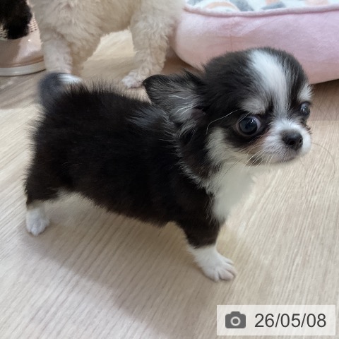 チワワの写真