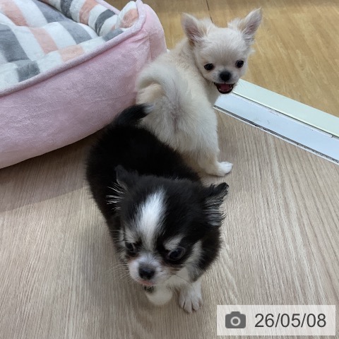 チワワの写真