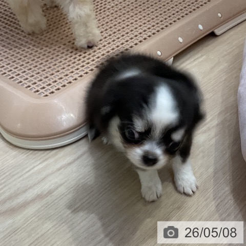 チワワの写真