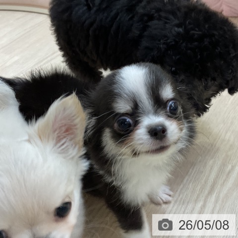 チワワの写真