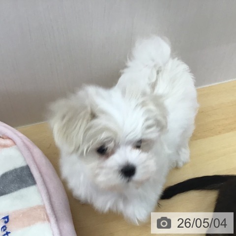 マルチーズの写真