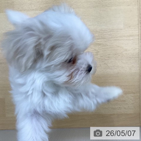 マルチーズの写真