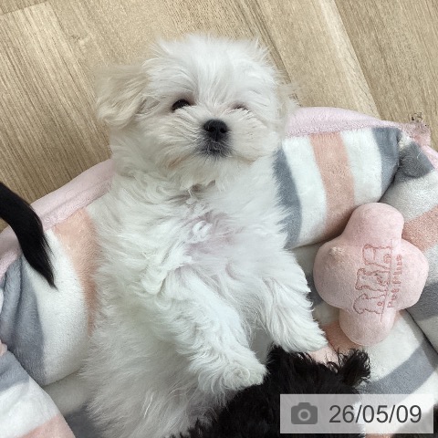 愛知県のマルチーズ (ペットプラス 千音寺店/2026年3月2日生まれ/女の子/ホワイト)の子犬の4枚目の画像