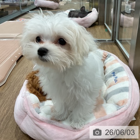 マルチーズの写真