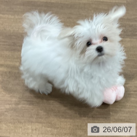 マルチーズの写真