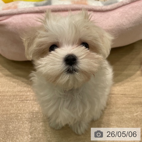 愛知県のマルチーズ (ペットプラス 則武新町店/2026年3月2日生まれ/女の子/ホワイト)の子犬の4枚目の画像