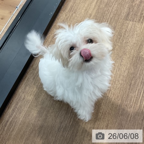 マルチーズの写真