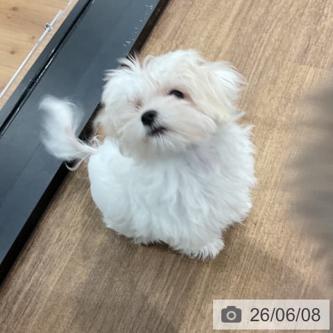 マルチーズの写真