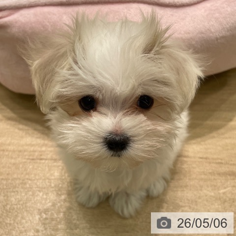 愛知県のマルチーズ (ペットプラス 則武新町店/2026年3月2日生まれ/女の子/ホワイト)の子犬の3枚目の画像