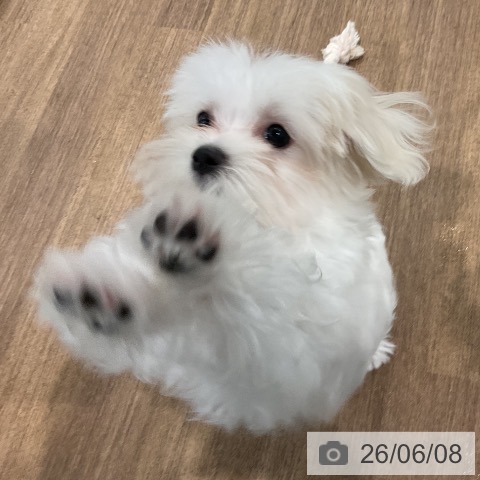 マルチーズの写真