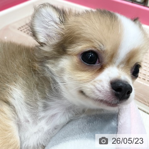チワワの写真