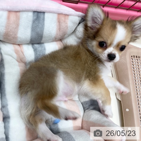 チワワの写真