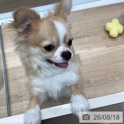 チワワの写真
