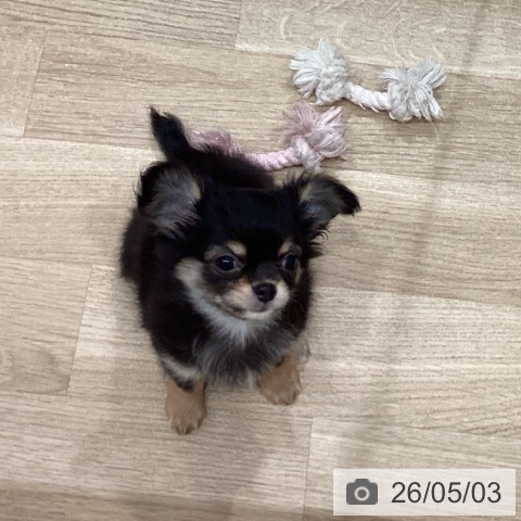 チワワの写真