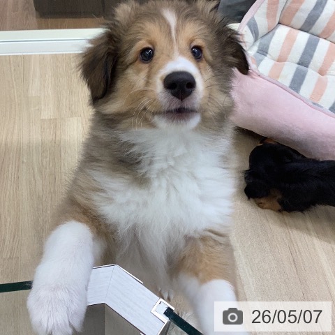 シェットランド・シープドッグの写真