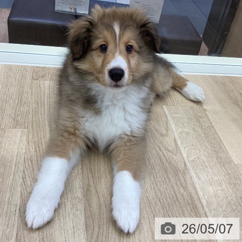 シェットランド・シープドッグの写真