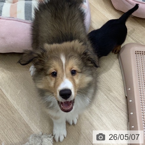 シェットランド・シープドッグの写真