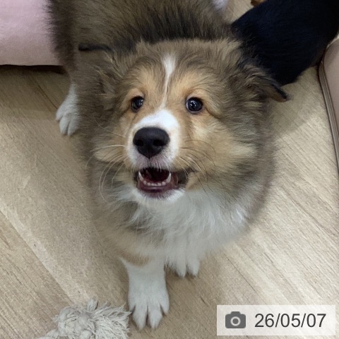 シェットランド・シープドッグの写真