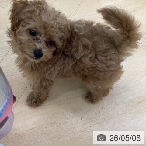 トイ・プードルの写真