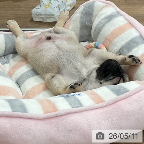 愛知県のパグ (ペッツワン 東海店/2026年3月2日生まれ/男の子/フォーン)の子犬の3枚目の画像