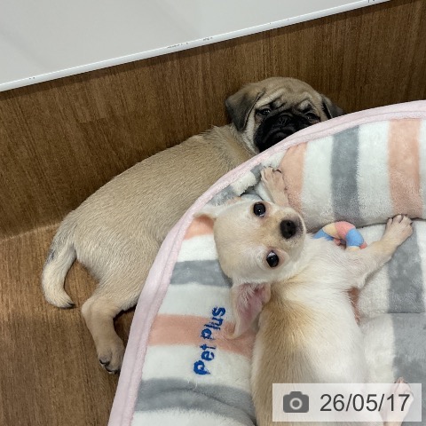 愛知県のパグ (ペッツワン 東海店/2026年3月2日生まれ/男の子/フォーン)の子犬の4枚目の画像