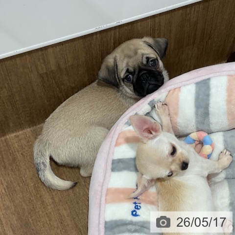 愛知県のパグ (ペッツワン 東海店/2026年3月2日生まれ/男の子/フォーン)の子犬の3枚目の画像