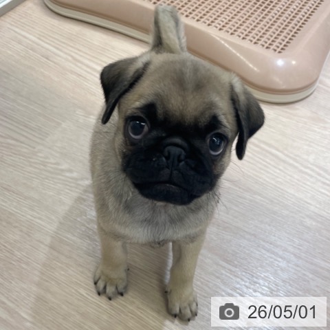 パグの写真