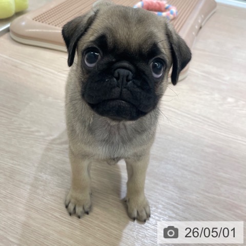 パグの写真