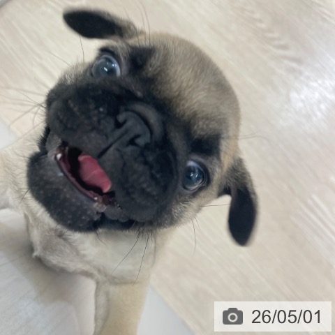 富山県のパグ (ペットプラス 高岡店/2026年3月2日生まれ/男の子/フォーン)の子犬の3枚目の画像