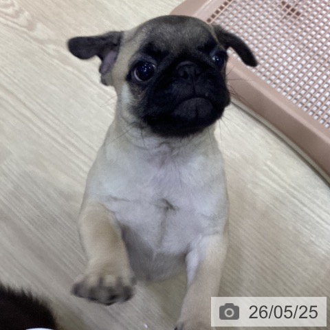 愛知県のパグ (ペットプラス mozoワンダーシティ店/2026年3月2日生まれ/女の子/フォーン)の子犬の3枚目の画像