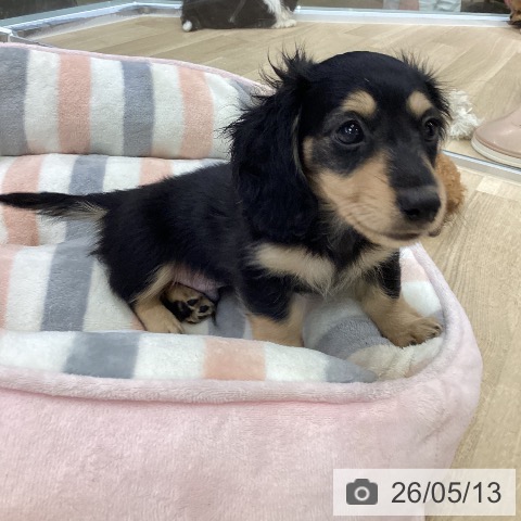 愛知県のミニチュアダックスフンド(ロング) (ペットプラス mozoワンダーシティ店/2026年3月2日生まれ/男の子/ブラックタン)の子犬の4枚目の画像