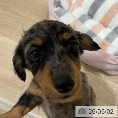 ミニチュア・ダックスフンドの写真