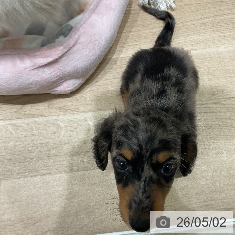 ミニチュア・ダックスフンドの写真