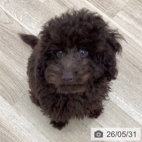 愛知県のトイプードル(トイ) (ペットプラス みなと店/2026年3月1日生まれ/男の子/ブラウン)の子犬の4枚目の画像