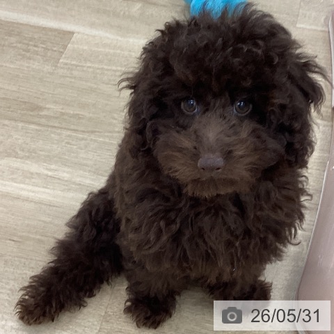 愛知県のトイプードル(トイ) (ペットプラス みなと店/2026年3月1日生まれ/男の子/ブラウン)の子犬の3枚目の画像