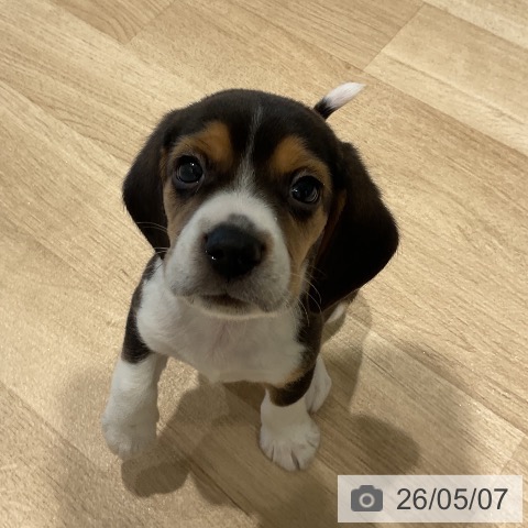 三重県のビーグル (ペットプラス 鈴鹿店/2026年3月3日生まれ/男の子/ブラックホワイトタン)の子犬の4枚目の画像