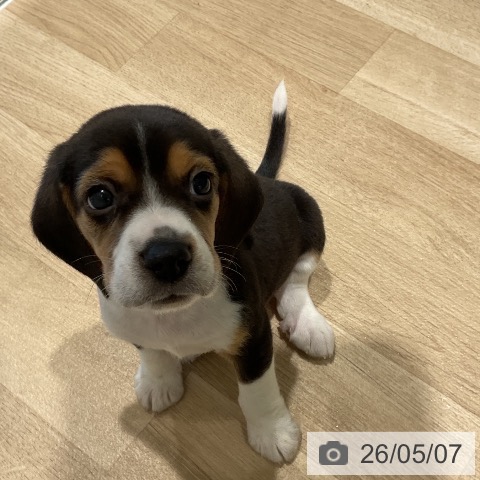 三重県のビーグル (ペットプラス 鈴鹿店/2026年3月3日生まれ/男の子/ブラックホワイトタン)の子犬の3枚目の画像