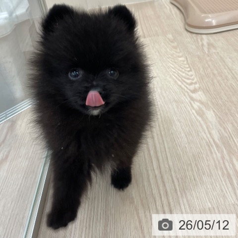 愛知県のポメラニアン (ペットプラス 豊田店/2026年3月3日生まれ/男の子/ブラック)の子犬の4枚目の画像