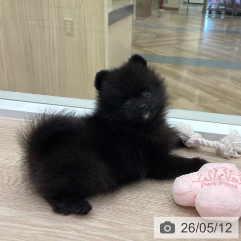 愛知県のポメラニアン (ペットプラス 豊田店/2026年3月3日生まれ/男の子/ブラック)の子犬の3枚目の画像